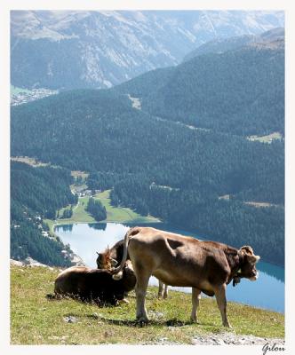 Des vaches heureuses !!!