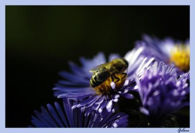 v3/80/576280/3/49650555.abeille.fleur2.jpg