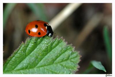 Coccinelle