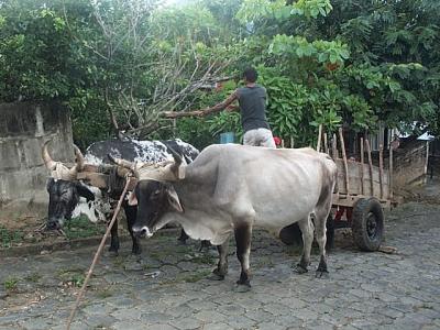 delivering firework for the cookstove