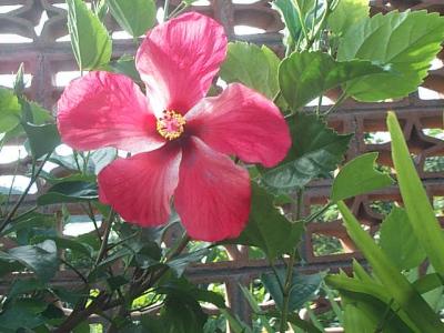 flowers of Nicaragua