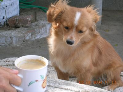 try to feed coffee to a dog at the restaurant