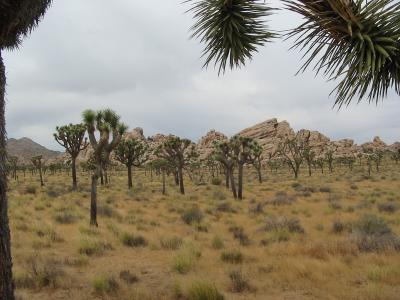 Joshua Tree forest