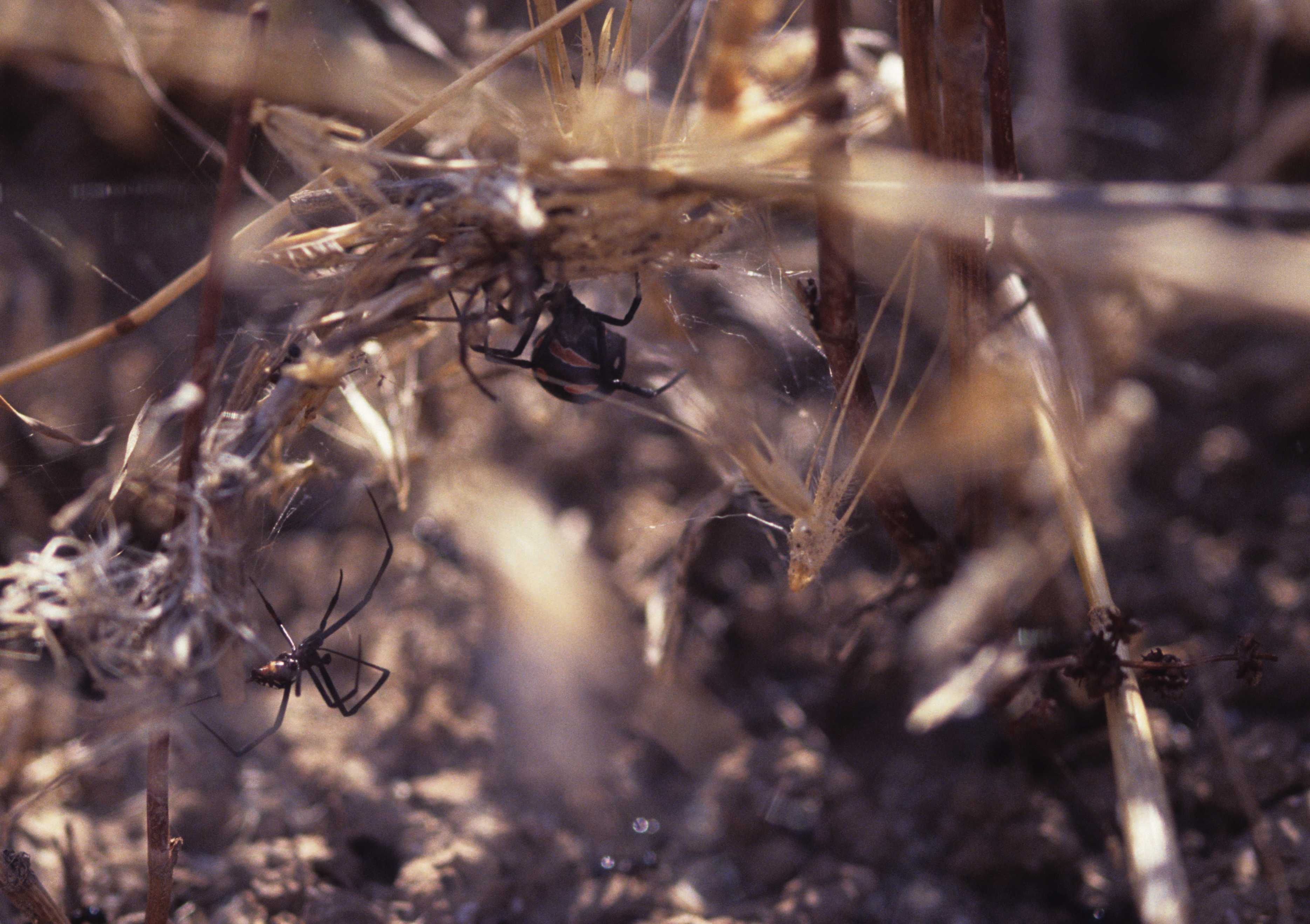 Latrodectus tredecimguttatus