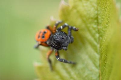 Eresus kollari (male)