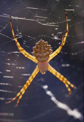 Argiope lobata