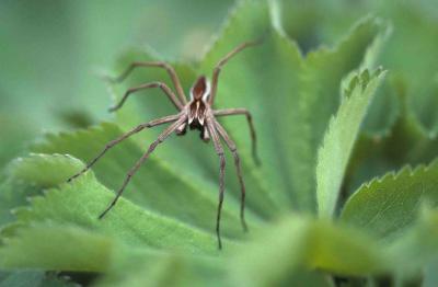 Pisaura mirabilis