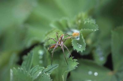 Pisaura mirabilis