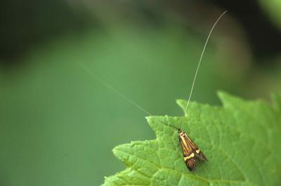 Nemophora degeerella