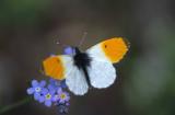 Anthocharis cardamines