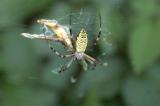 Argiope bruennichi