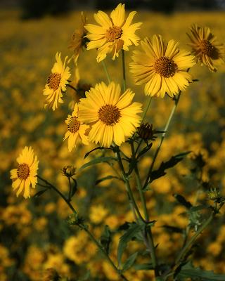 Arizona Sunflowers