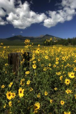 Sunflowers and the Peaks