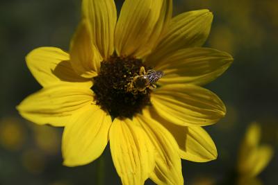 Sunflower and the Bee