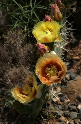 Prickly Pear Cactus Bloom