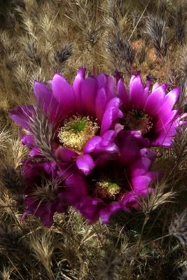 Hedgehog Cactus Bloom