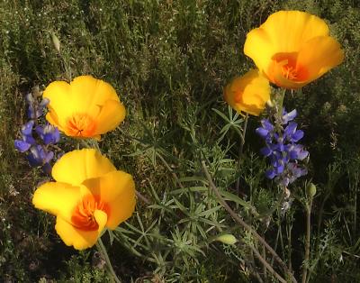Lupine and Poppies