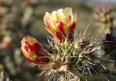 Cholla Cactus Bloom