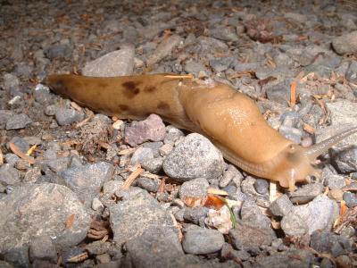 Speedy Slug
