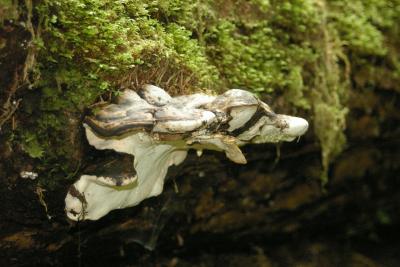 Shelf fungus