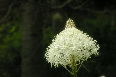 Bear Grass