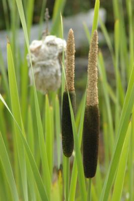 Cattails
