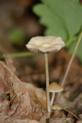 Elway Mushroom