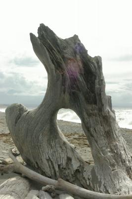 Driftwood Feature