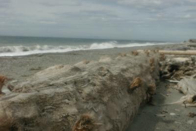 Driftwood