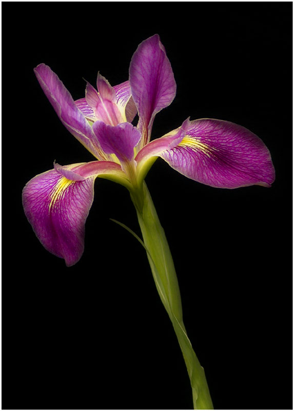 Water-Iris.jpg