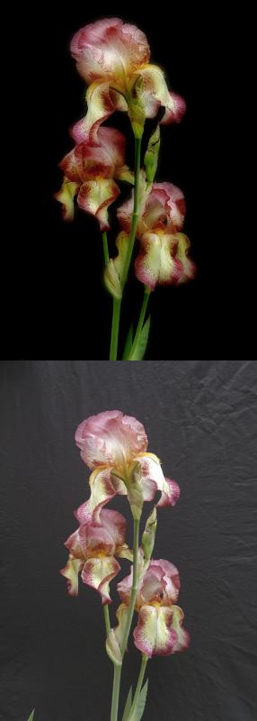 Iris black back.jpg