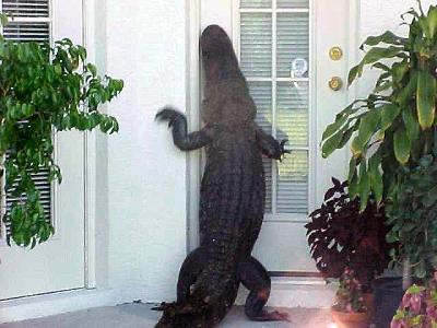 Aligator knocking.jpg