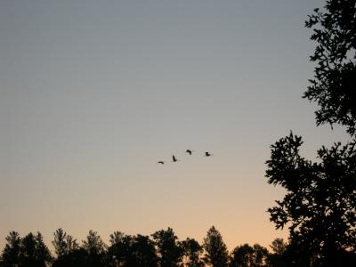 Sandhill Cranes