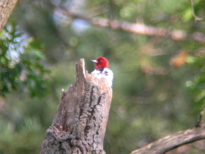 Redheaded Woodpecker Peeking...