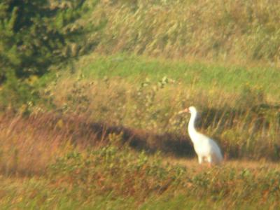 Adult Whooping Crane