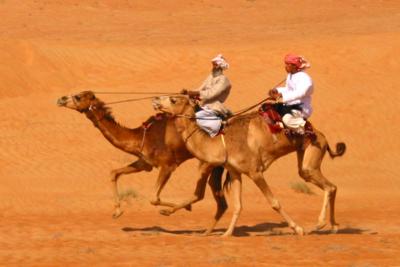 camel race