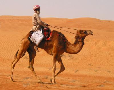 camel rider