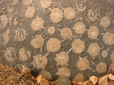 fossils