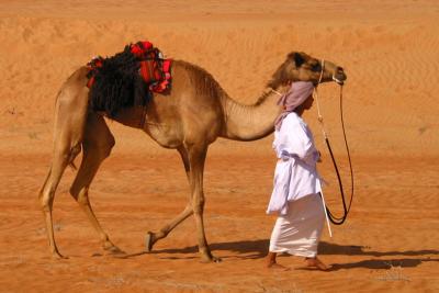 camel