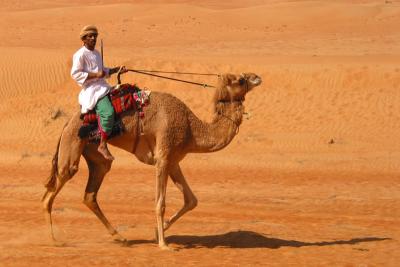 camel