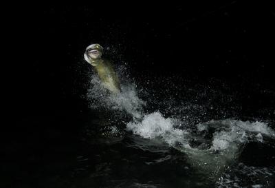 Tampa Tarpon 2005