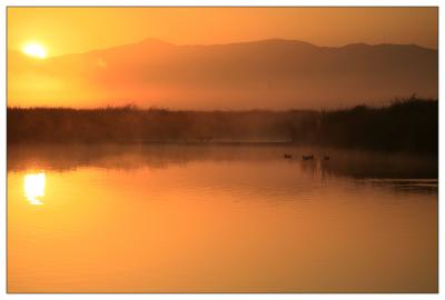 sunrise ducks.jpg