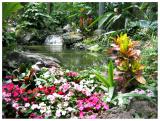 The butterfly garden - sans butterflies