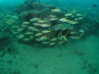 School of fishes