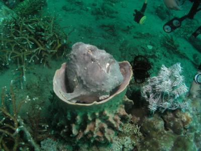 Stonefish