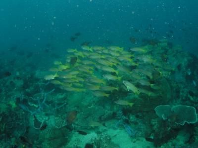 School of fishes