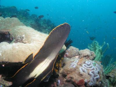 Fish and coral