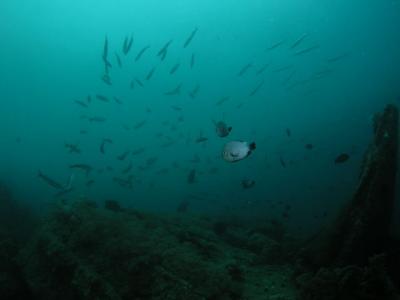 Sunken barge