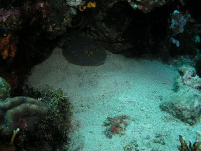String ray