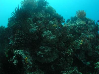 Corals